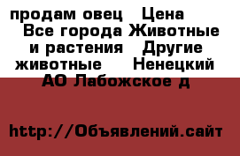  продам овец › Цена ­ 100 - Все города Животные и растения » Другие животные   . Ненецкий АО,Лабожское д.